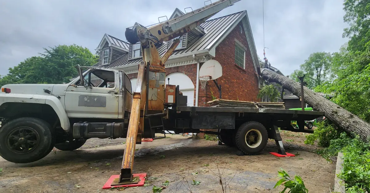 Tree Removal