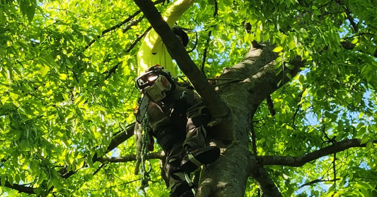 Tree Trimming