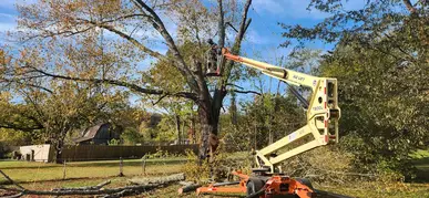 Tree Trimming