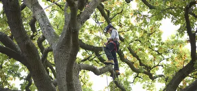 Tree Cabling