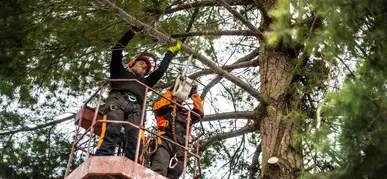 Tree Pruning