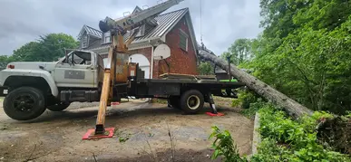 Tree Removal