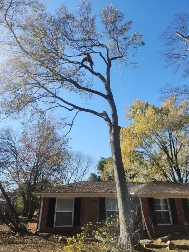Tree Cabling